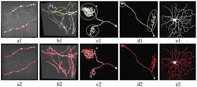 Automated Neuron Tracing Using Content-Aware Adaptive Voxel Scooping on CNN Predicted Probability Map